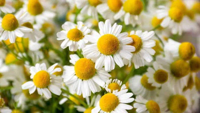 بابونه (Chamomile) – آرام‌بخش و ضد التهاب