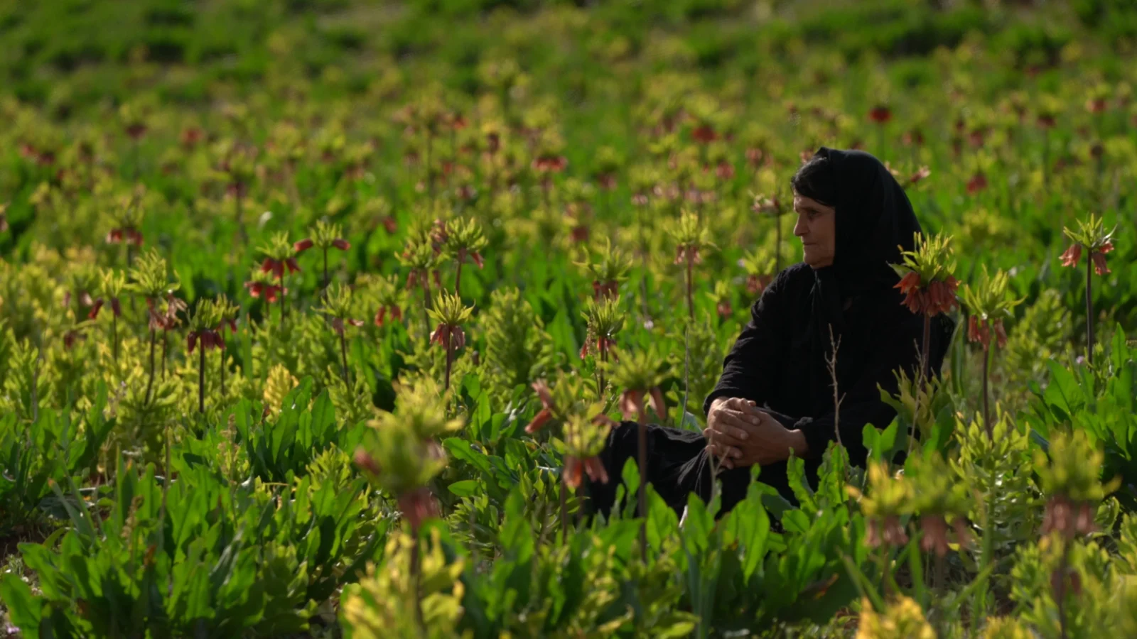 درخشش «مرثیه‌ای برای ایل» در جشنواره بوداپست