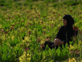 درخشش «مرثیه‌ای برای ایل» در جشنواره بوداپست