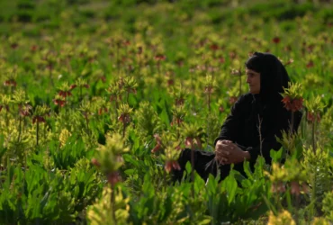 درخشش «مرثیه‌ای برای ایل» در جشنواره بوداپست