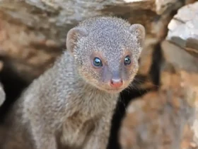 کشف گونه «خدنگ بزرگ» در تالاب سلدوز نقده آذربایجان غربی