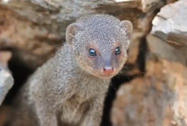 کشف گونه «خدنگ بزرگ» در تالاب سلدوز نقده آذربایجان غربی