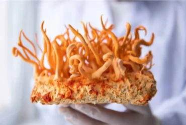 تقویت ۴۰ برابری خاصیت ضدسرطانی با ترکیب جدید از قارچ هیمالیا: داروی شیمی‌درمانی نوین در حال آزمایش