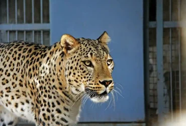 حمله مرگبار پلنگ به جوانی در تربت‌حیدریه | علت مرگ در دست بررسی