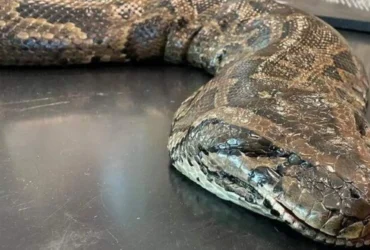 هجوم مارهای عظیم‌ الجثه به شهرستان عنبرآباد؛ چرا نباید آنها را بکشید؟