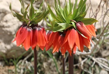 هشدار درباره نسل‌کُشی لاله‌های واژگون در دشت سپیدان