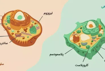 تفاوت یاخته گیاهی و جانوری چیست؟ بررسی کامل با جدول مقایسه‌ای و توضیح ساده