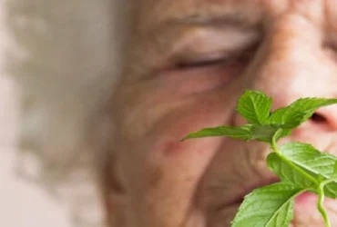 آیا بوی نعناع حافظه را نجات می‌دهد؟ یافته‌ای جدید علیه آلزایمر!