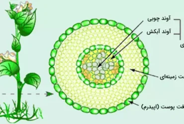 آوند چیست؟ - بررسی مفهوم، انواع و عملکرد آوندها در گیاهان