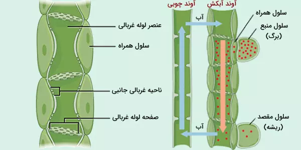 آوندها و تفاوت‌ های آن‌ها در گیاهان