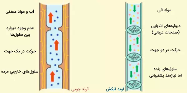 انواع آوندها