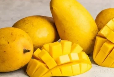 تصویری از درخت انبه پربار در ایران همه را شگفت‌زده کرد؛ نگاهی به سنت ۵۰۰ ساله کشت انبه در جنوب ایران