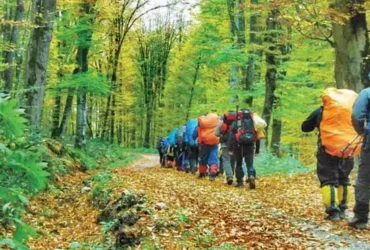 چطور قدم زدن در جنگل سیستم ایمنی را مثل واکسن تقویت می‌کند؟