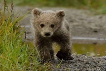 فرار مرموز توله خرس قهوه‌ای از پارک پردیسان، عملیات جستجو ادامه دارد!