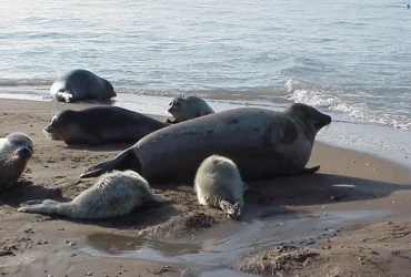 آغاز برنامه ملی حفاظت از فک خزری در مازندران