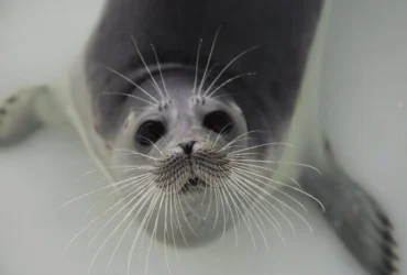 کشف لاشه دو فوک خزری در مازندران _ شمار تلفات به ۲۸ قلاده رسید