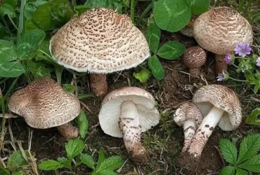 هشدار جدی؛ ۱۴۳ مسموم و یک فوتی در پی مصرف قارچ‌های سمی در طبیعت