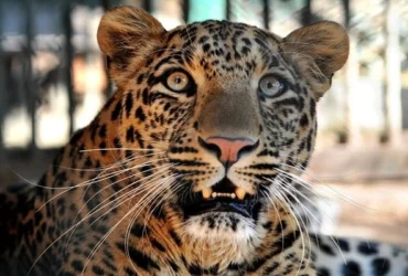 ثبت تصویر نادر پلنگ ایرانی در ارتفاعات بندرلنگه _ امیدی تازه برای حفظ گونه در خطر