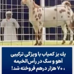 فروش بز کمیاب با ظاهر آهو و سگ در رأس‌ الخیمه به قیمت ۷۰ هزار درهم!