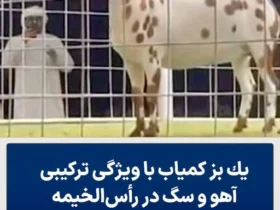 فروش بز کمیاب با ظاهر آهو و سگ در رأس‌ الخیمه به قیمت ۷۰ هزار درهم!
