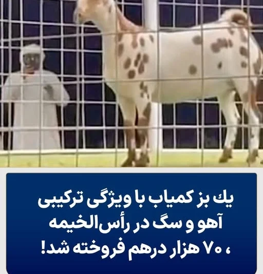 فروش بز کمیاب با ظاهر آهو و سگ در رأس‌ الخیمه به قیمت ۷۰ هزار درهم!