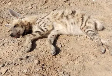 تصادف کفتار راه راه ماده در خراسان جنوبی؛ آغاز روند درمان حیوان آسیب‌دیده