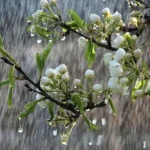 هشدار هواشناسی در گیلان _ استقرار سامانه ناپایدار، کاهش دما و احتمال رگبار و تگرگ