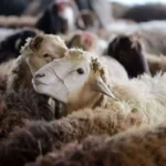 قیمت دام زنده در آستانه عید قربان ۱۴۰۴ _ تازه‌ ترین نرخ گوسفند و پیش‌ بینی بازار