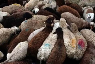هشدار وزارت بهداشت درباره ذبح غیربهداشتی دام در عید قربان