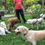 جریمه ۵۰۰ هزار تومانی برای حمل سگ در خودرو اعلام شد