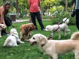 جریمه ۵۰۰ هزار تومانی برای حمل سگ در خودرو اعلام شد