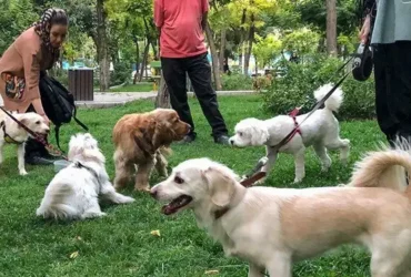 جریمه ۵۰۰ هزار تومانی برای حمل سگ در خودرو اعلام شد