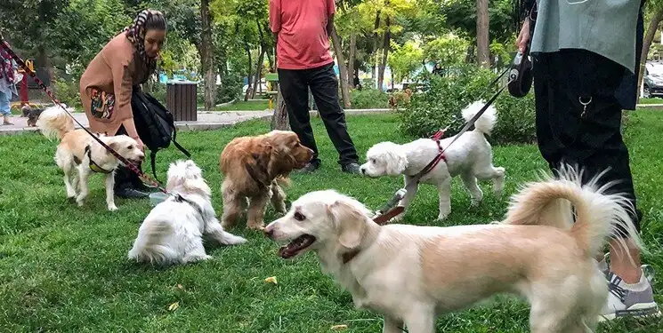 جریمه ۵۰۰ هزار تومانی برای حمل سگ در خودرو اعلام شد