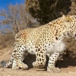 تصاویر نادر و جذاب از پلنگ ایرانی در حال تغذیه از لاشه گراز _ پارک ملی سالوک + عکس