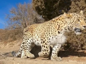 تصاویر نادر و جذاب از پلنگ ایرانی در حال تغذیه از لاشه گراز _ پارک ملی سالوک + عکس