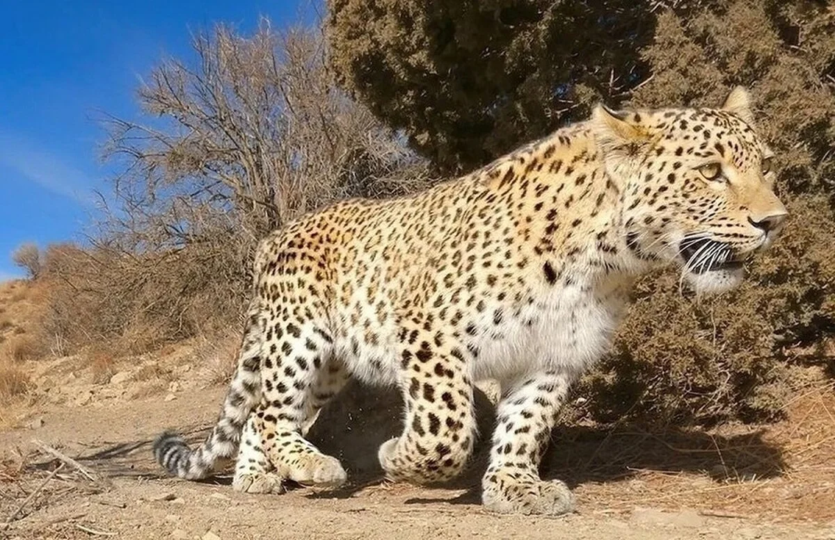 تصاویر نادر و جذاب از پلنگ ایرانی در حال تغذیه از لاشه گراز _ پارک ملی سالوک + عکس