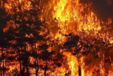 جنگل‌ های ترکیه در آتش - آتش سوزی امروز جنگل فوتچا در استان ازمیر ترکیه