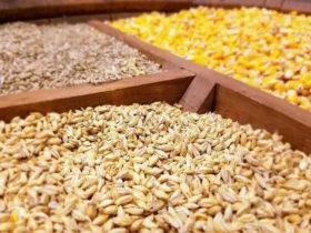 ثبت‌ سفارش نهاده‌ های دامی تابستان ۱۴۰۴ آغاز شد _ ذرت، جو و کنجاله سویا
