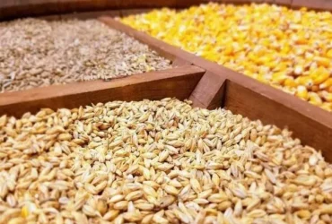 ثبت‌ سفارش نهاده‌ های دامی تابستان ۱۴۰۴ آغاز شد _ ذرت، جو و کنجاله سویا