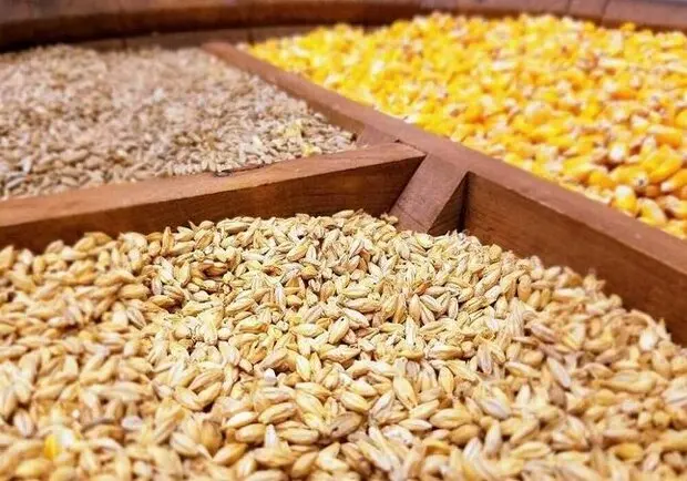 ثبت‌ سفارش نهاده‌ های دامی تابستان ۱۴۰۴ آغاز شد _ ذرت، جو و کنجاله سویا