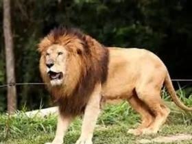 حمله مرگبار شیر در باغ‌وحش استرالیا؛ بازوی یک بازدیدکننده قطع شد