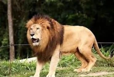 حمله مرگبار شیر در باغ‌وحش استرالیا؛ بازوی یک بازدیدکننده قطع شد