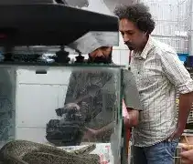 هادی آفریده داور یازدهمین جشنواره بین‌المللی فیلم مستند «درخت زردآلو» شد