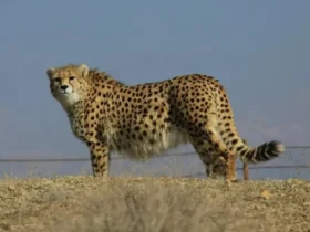ایرانسل کمپین حفاظت از یوز ایرانی را تمدید کرد.