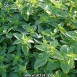 پونه کوهی؛ دارویی طبیعی برای تقویت معده و رفع سکسکه