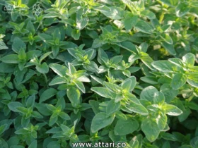 پونه کوهی؛ دارویی طبیعی برای تقویت معده و رفع سکسکه