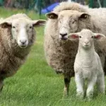 ثبات نسبی قیمت دام زنده - چرا گوشت همچنان گران به دست مصرف‌کننده می‌رسد؟