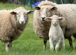 ثبات نسبی قیمت دام زنده - چرا گوشت همچنان گران به دست مصرف‌کننده می‌رسد؟
