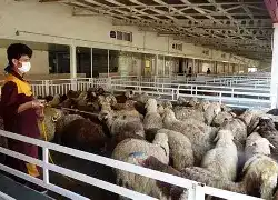 ثبات نسبی قیمت دام زنده - چرا گوشت همچنان گران به دست مصرف‌کننده می‌رسد؟