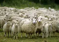 ثبات نسبی قیمت دام زنده - چرا گوشت همچنان گران به دست مصرف‌کننده می‌رسد؟